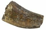 Partial Tyrannosaur (Nanotyrannus) Tooth - Montana #87918-1